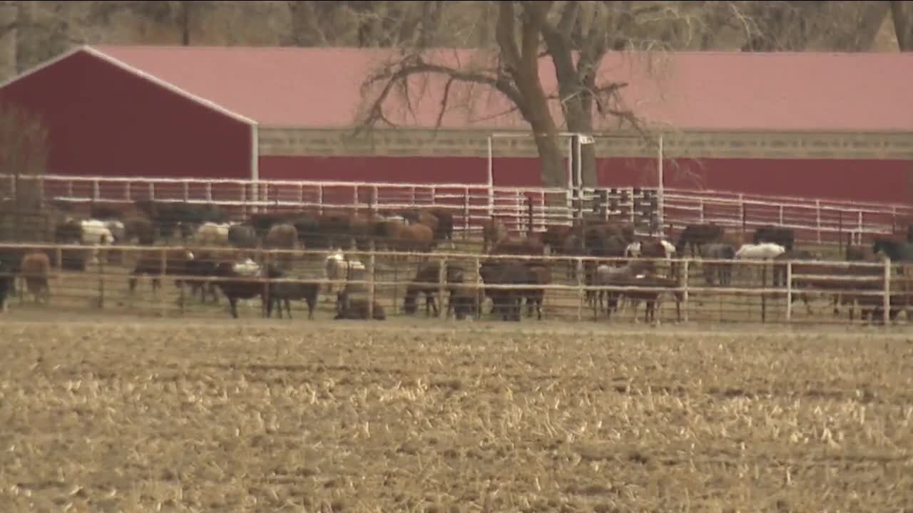 85 horses dead at Cañon City wild horse facility due to disease outbreak