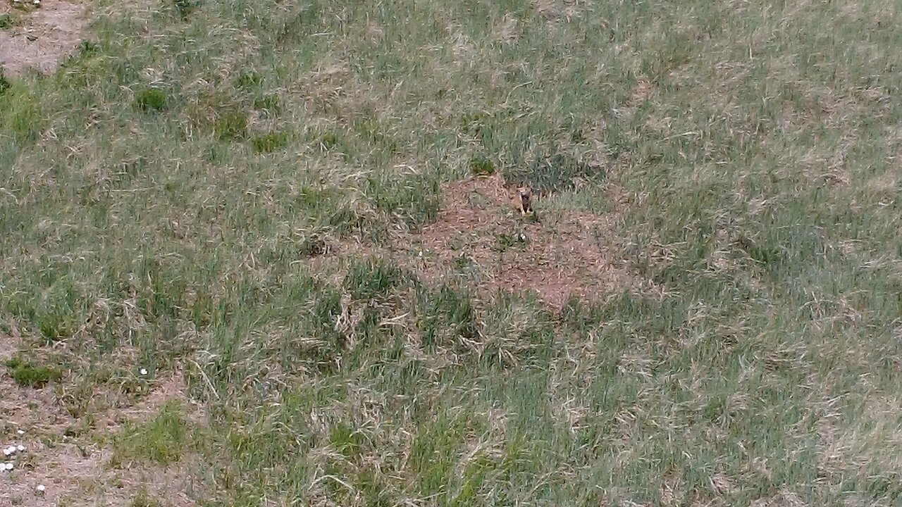 Prairie Dog Hunting with Drone