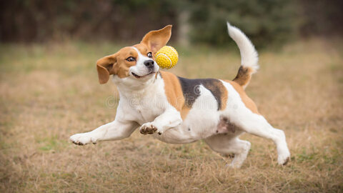 Cute Dogs Playing with funny dogs