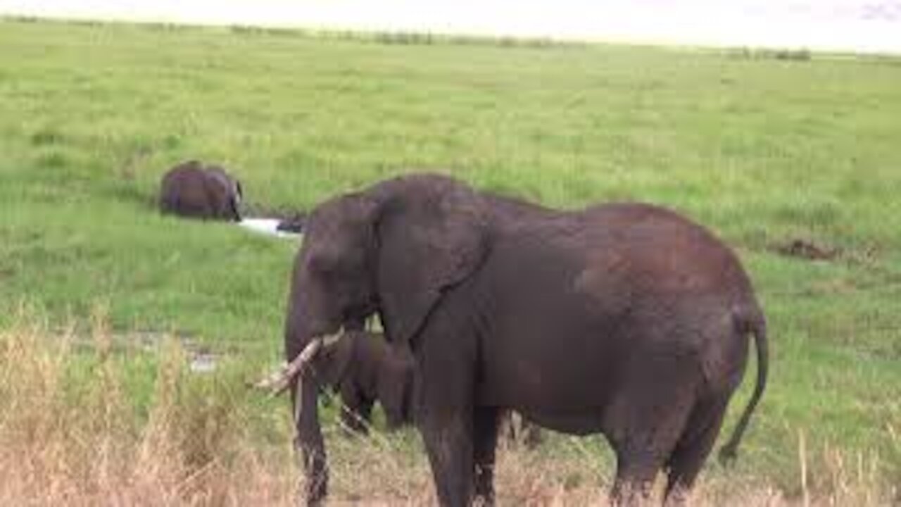 Elephants Bathing