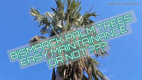 Are Bismarck Palm Trees Easy to Maintain in Florida?