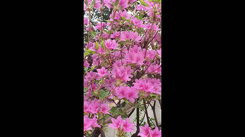 240412... 저녁 산책...