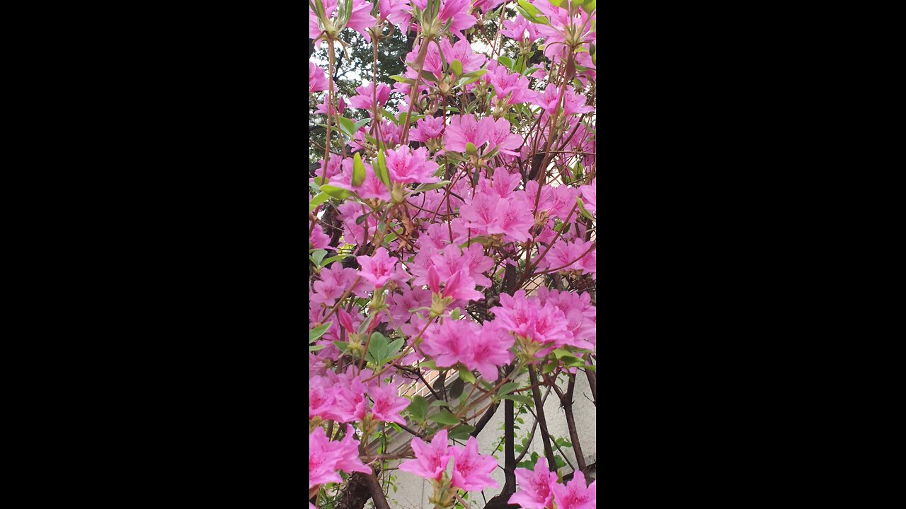 240412... 저녁 산책...