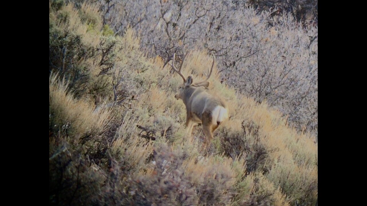 Mule deer bucks rutting up