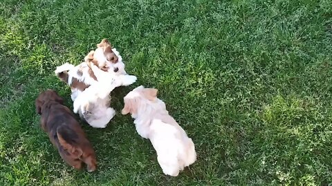 G & H Litter Videos 4/4/20(1)