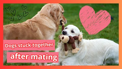 Why do dogs get stuck together after mating?