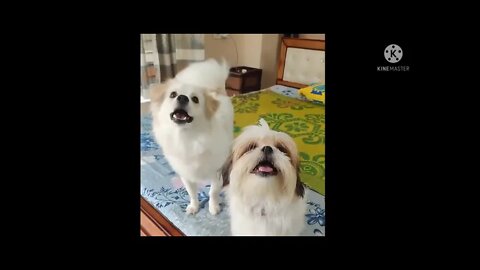 New Funny video 2022, viral video 2022, viral funny video, viral funny shorts, how to make funny