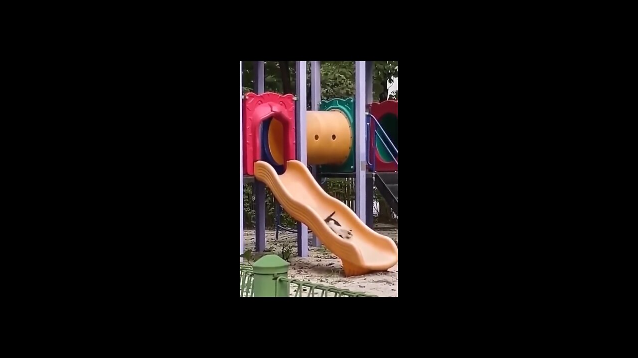 Funny cats and dogs animal videos