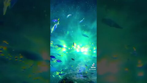 Under Da Sea Español ￼Style!