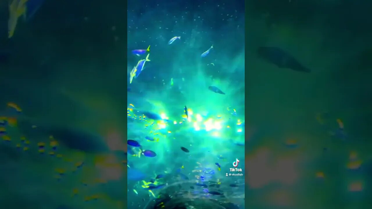 Under Da Sea Español Style!