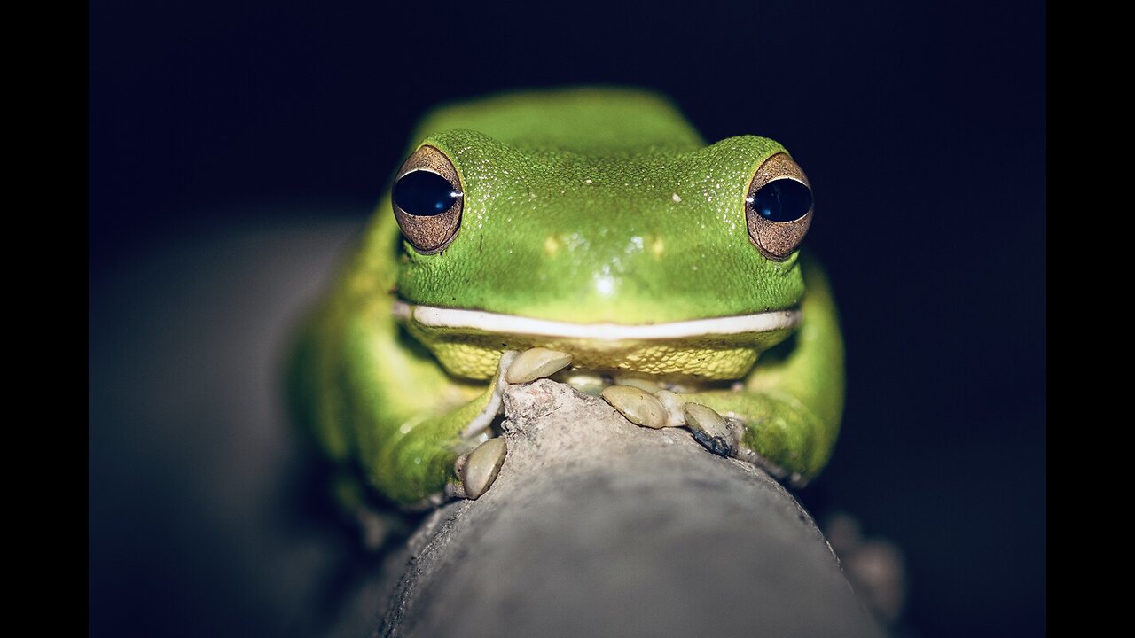 Your 5 Facts About The White-Lipped Tree Frog