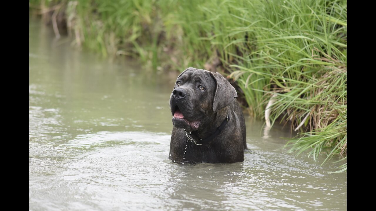 Cane Corso Dog Enjoy Swimming With Playing