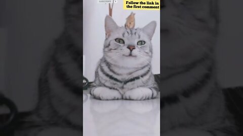 cute cat videos 😹 funny videos 😂 773 😻 #shorts #shortsfunny #cutecat #catvideos #catsfood #catscare