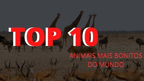 TOP 10 ANIMAIS MAIS BONITOS DO MUNDO