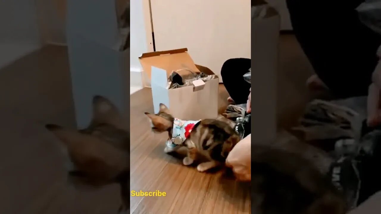 Cat And Parrot | #reels #shorts #cat