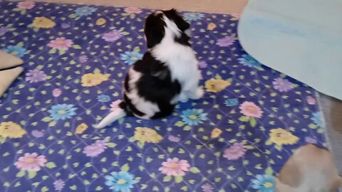 K Litter - They Are Coming Out Of Their Shell(2)