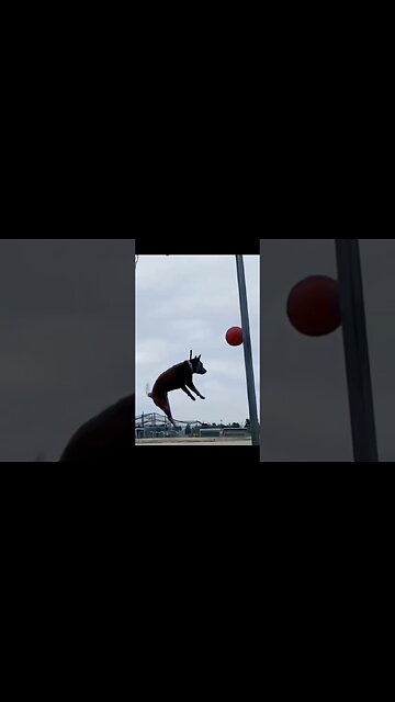 Hilarious Animal Funny Video! 😂🐾 | #comedy #funnyreel