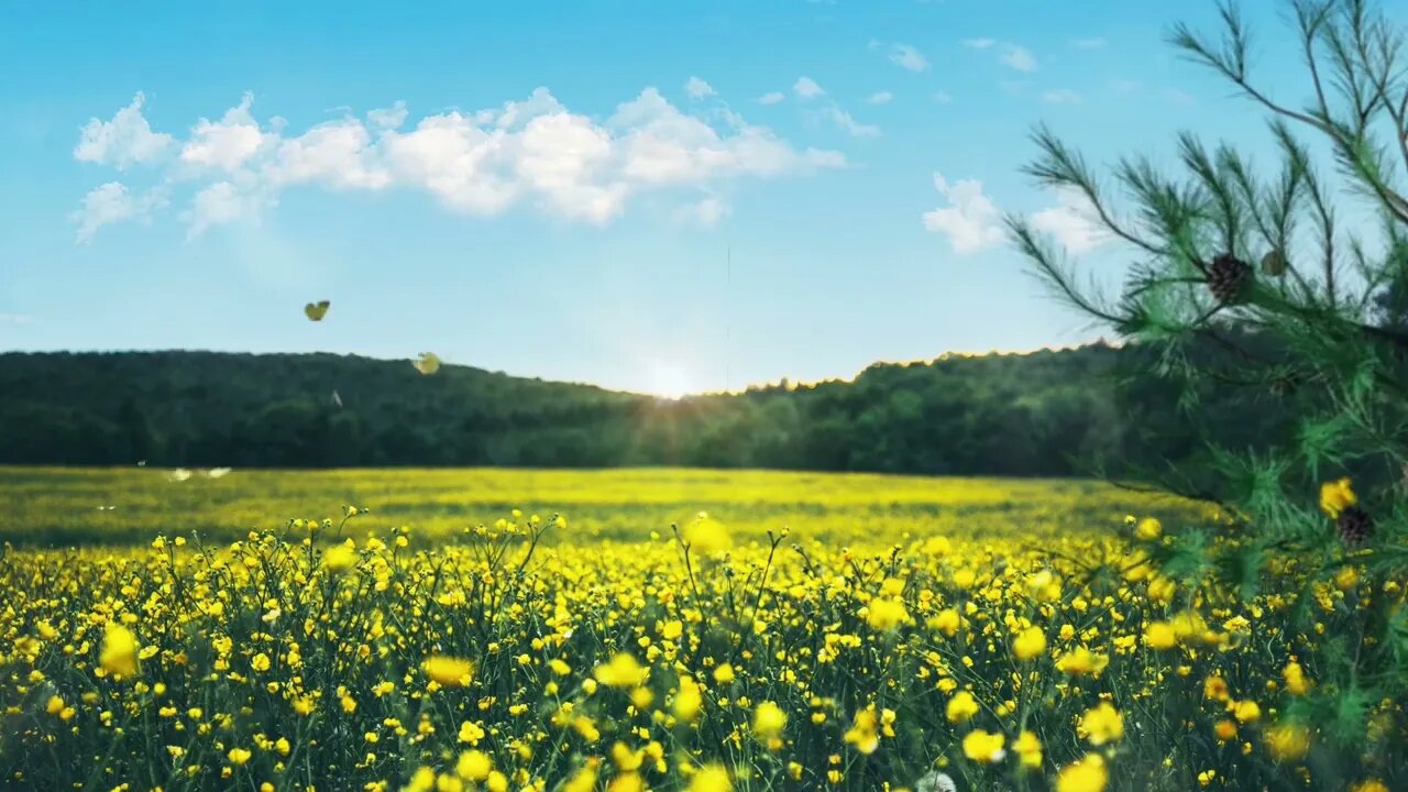 100 Blissful Minutes in a Morning Meadow - Beautiful Relaxing Music