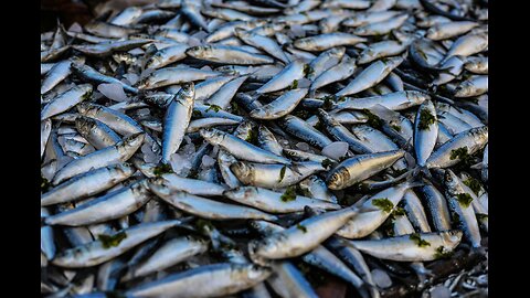 THIS HOOKBAIT IS GOING TO BLOW YOUR MIND | CARP FISHING TIPS