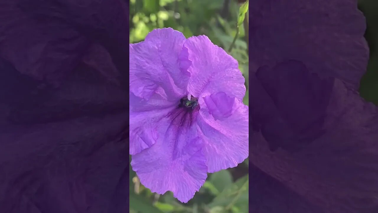 What kind of bee is this???