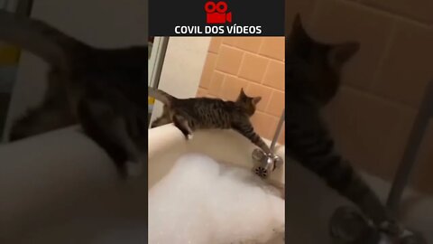 a curiosidade quase matou o gato