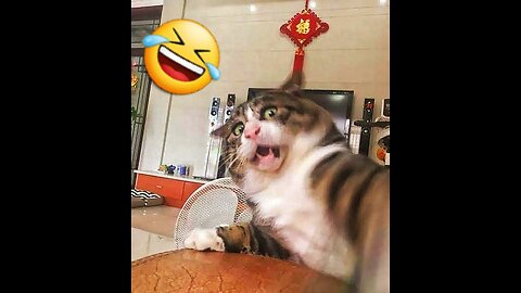 Funniest animals 2023 😂🤣 funny dogs and cats videos 🐶😹