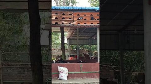 একটি গরুর খামার