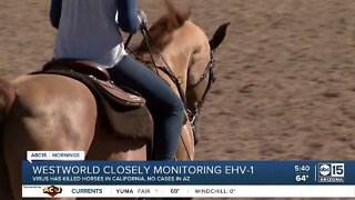 Horse virus puts owners on high alert