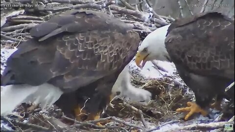 Hays Bald Eagles Mom and Dad feed H16 H17 H18 dinner 2022 03 27 19 52 34 091