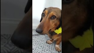 Cute dog with a yellow bow