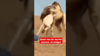 animais selvagens brigando #shorts #shorts video