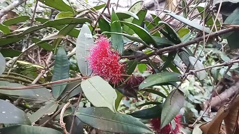 One of my Syzygiums. Syzygium wilsonii ssp wilsonii 8th October 2021