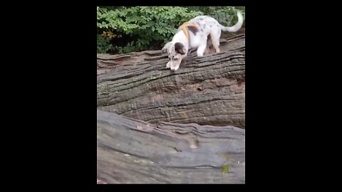 Cat , dogs and many other animals playing with other funny animal video 🤣