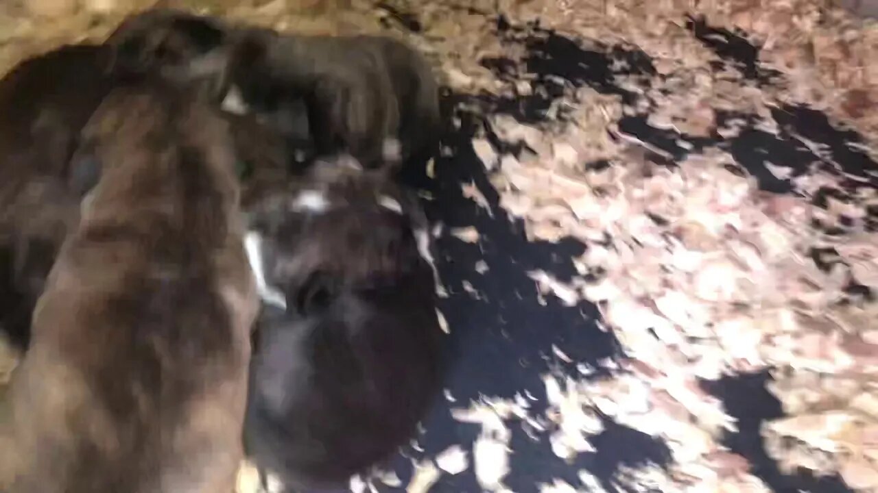 Rebel x Phoenix pups (Born Jan 28, 2021)
