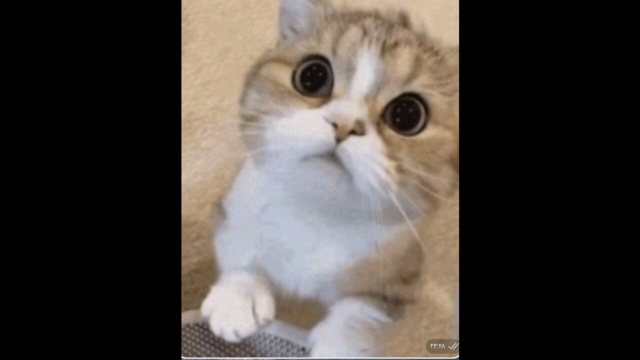 Funny animal video |funny video| jumping