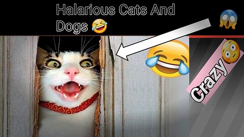 Funny Cats And Dogs videos Compilation! Funniest Animals videos 2023!