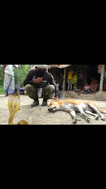 Brave dog save his puppy 🐍 🐕