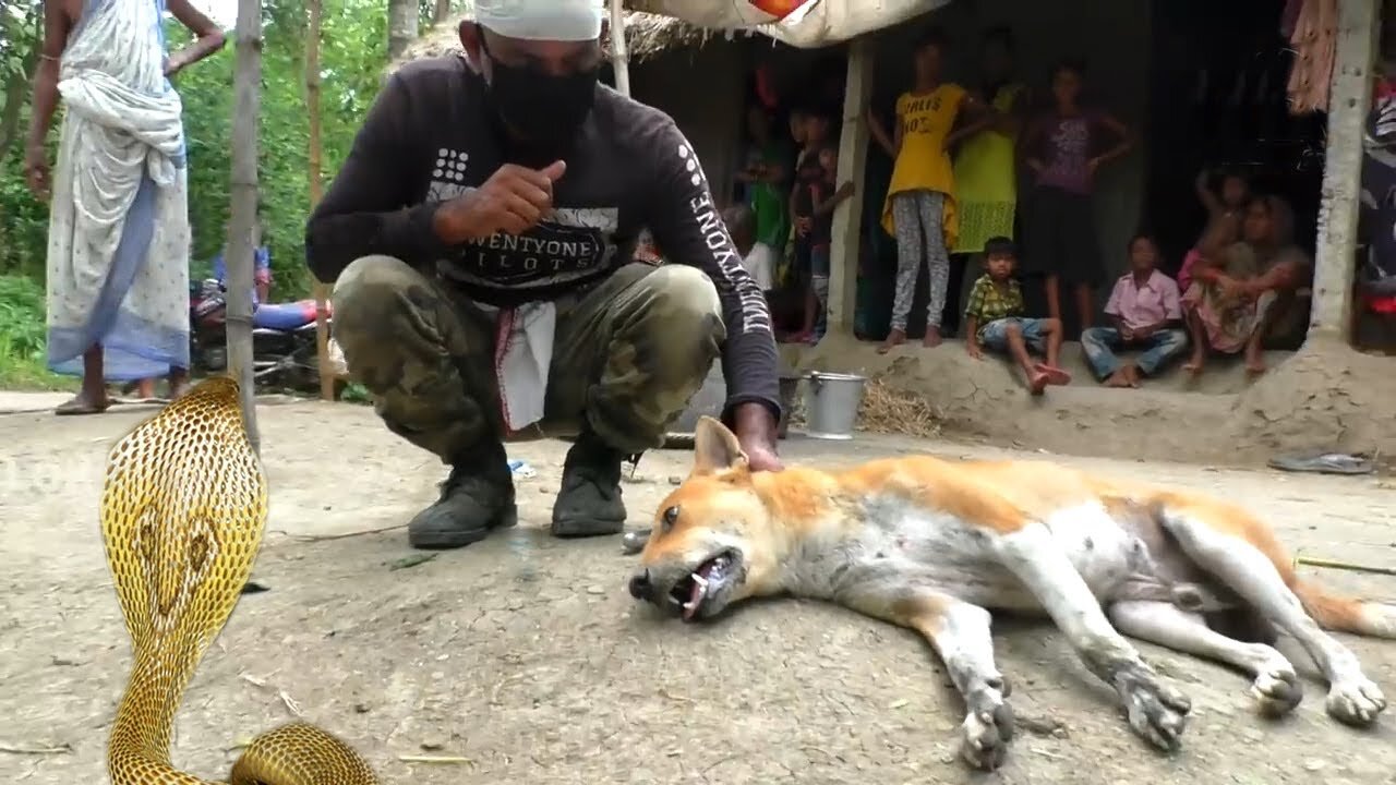 Brave dog save his puppy 🐍 🐕