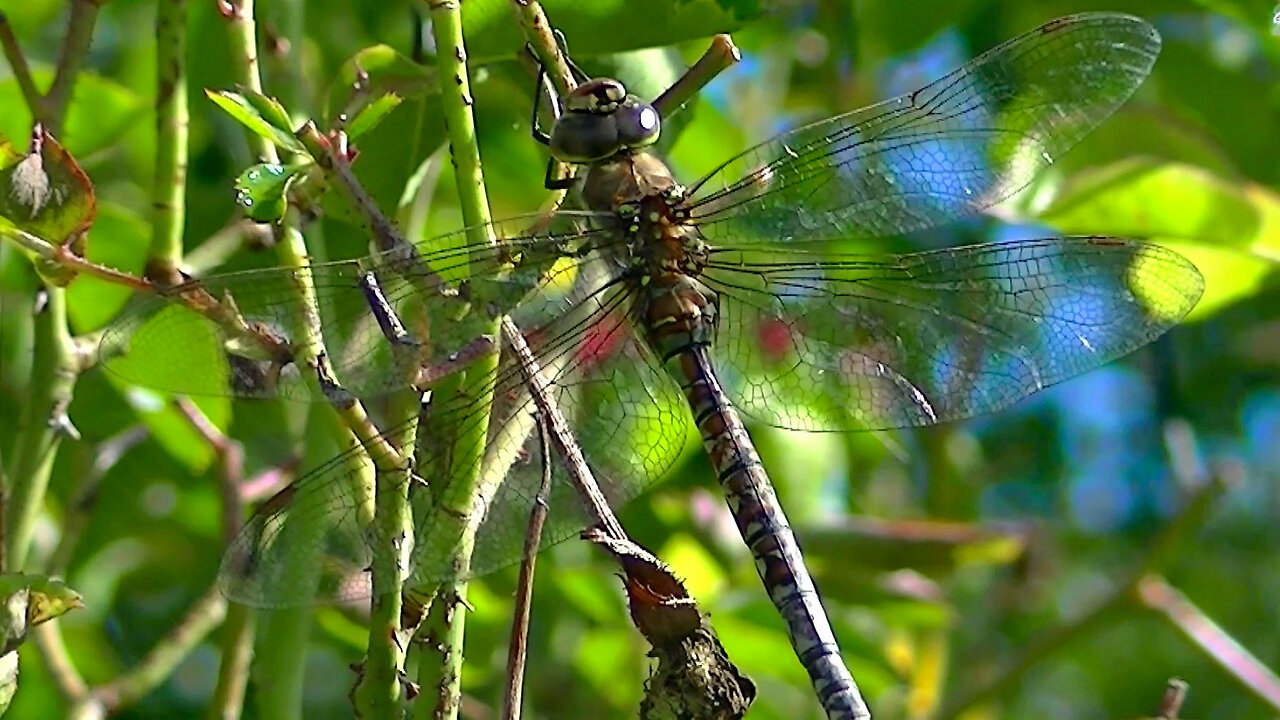 IECV NV #714 - 👀 Yellow And Blue Dragonfly 9-10-2018