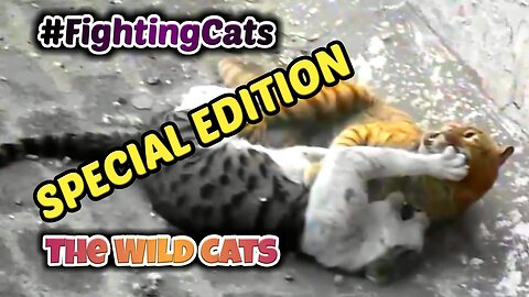 FIGHTING CATS SPECIAL EDITION !!!