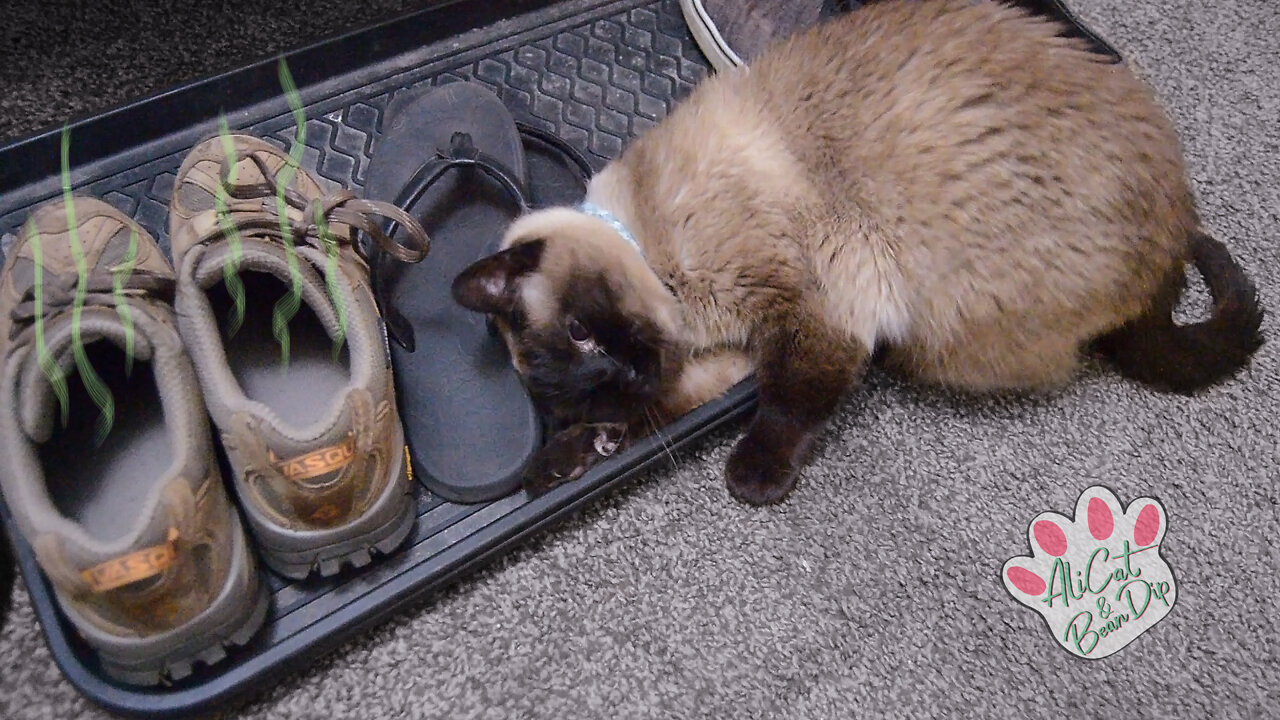 Cat loves stinky shoes