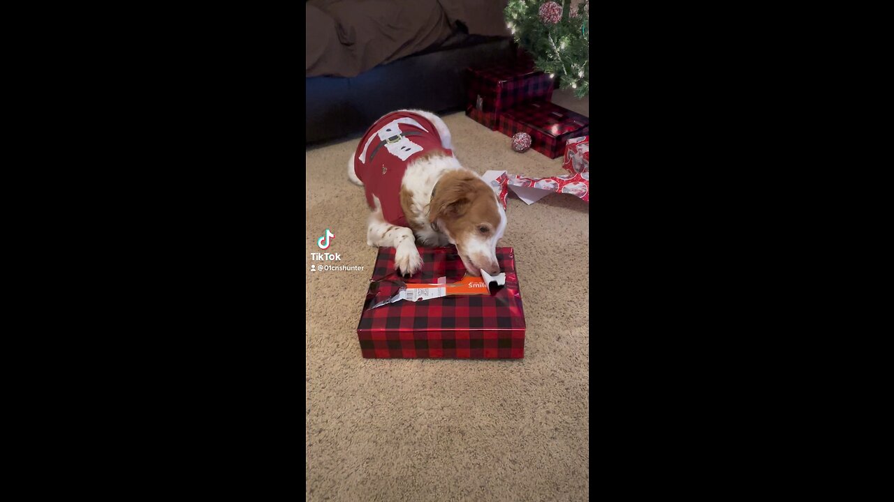 Gus loves unwrapping Christmas gifts