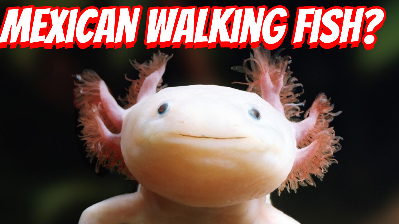 The Cutest Salamanders That Can Be Own!