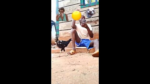 funny videos