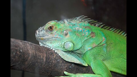 Iguana, animals, zoo