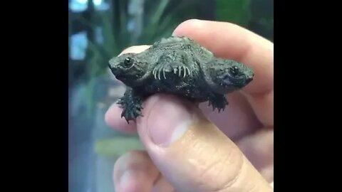 Two headed Turtle