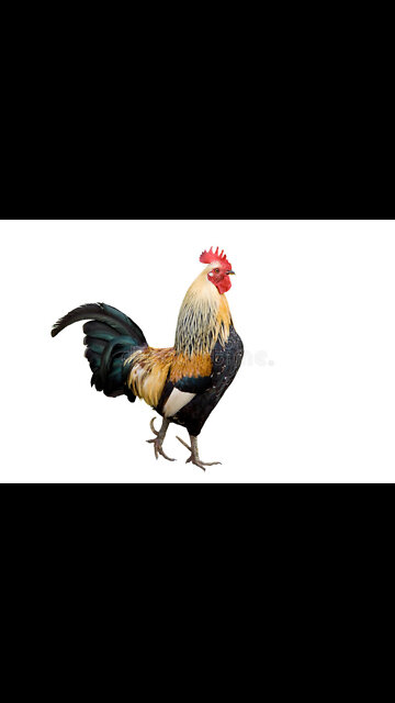 Coq 🐓 funny