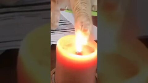 funny viral