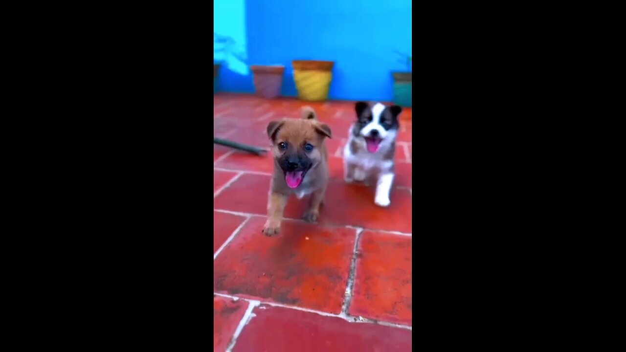 cute puppy video