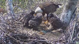 Hays Bald Eagles H18 does the Big Gulp 2022 04 29 1638